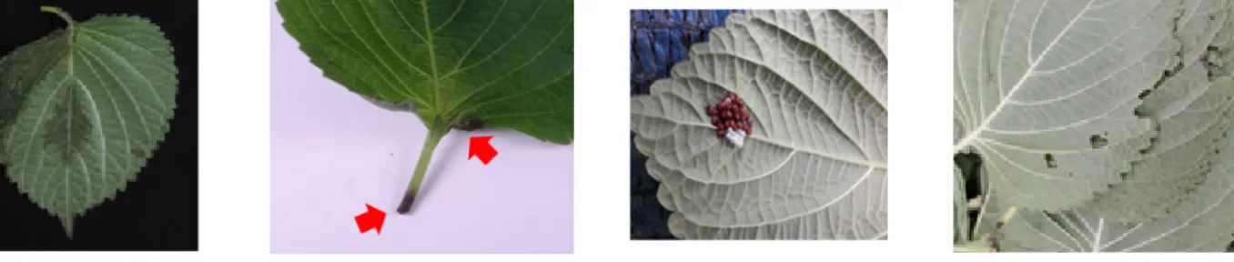 Fig. 1. Quality changes after harvest in perilla leaves.