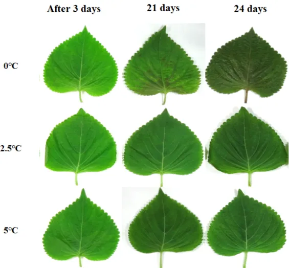 Fig. 3. Occurrence of chilling injury according to storage temperature in MA packaging of ‘ManChu’ perilla leaves.