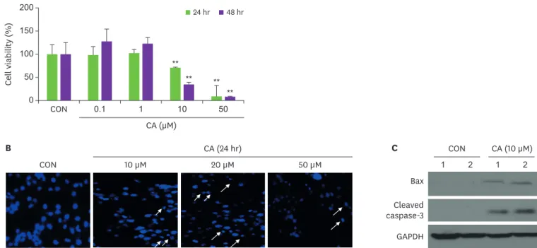 Fig. 2. Effect of CA on the cell viability and the morphological changes. (A) Cell viability in MDA-MB-231 cells treated with CA (0.1, 1, 10, and 50 μM) compared  with CON (only growth media) (n = 8/sample)