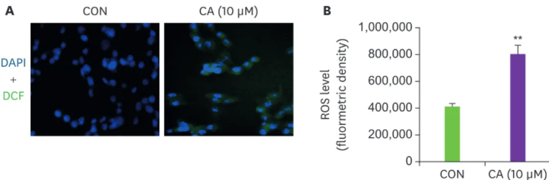 Fig. 3. Effect of CA on the ROS production. (A) Confocal image showing relative ROS in MDA-MB-231 cells treated  with CA (10 μM) compared with CON (only growth media) (n = 4/sample)