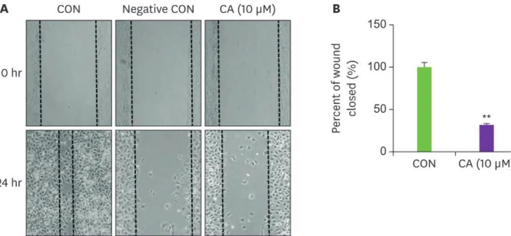 Fig. 4. Effect of CA on the MDA-MB-231 cell migration. (A) Images of wound healing assays (100× magnification)