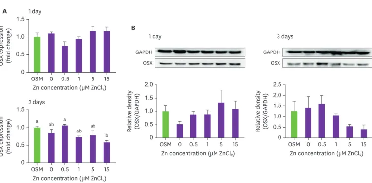 Fig. 4. Osterix mRNA (A) and protein (B) expression in osteoblastic MC3T3-E1 cells treated with various Zn concentration for day 1 and 3