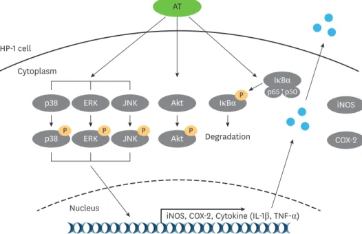 Fig. 6. Schematic diagram of signal transduction of the AT water extract in THP-1 cells