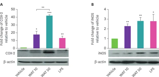 Fig. 3. The AT water extract increases the protein expression levels of COX-2 and iNOS in THP-1 cells