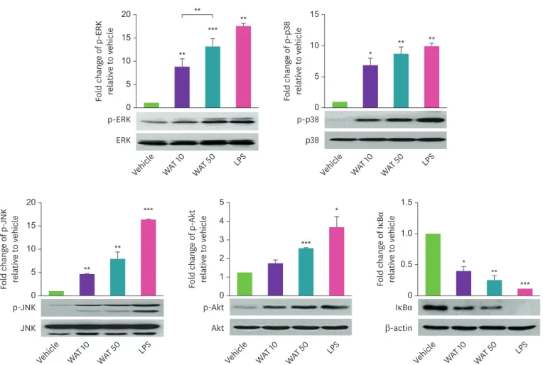 Fig. 4. The AT water extract induces the phosphorylation of MAPK and Akt and the degradation of IκBα in THP-1 cells