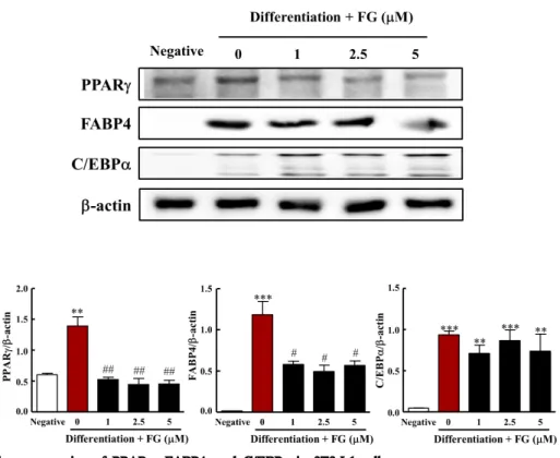 Fig. 5. Effect of FG on expression of PPARγ, FABP4, and C/EBPα  in 3T3-L1 cells.