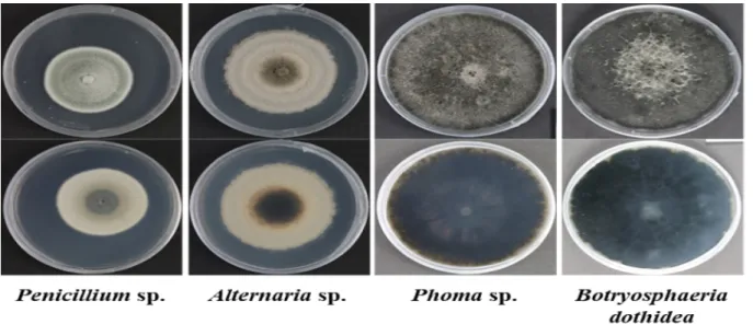 Fig. 5. Morphological characteristics of several pathogens from fruit peel disorder in cold-stored ‘Hongro' apples.
