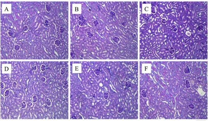 Fig. 5. Effects of silk protein hydrolysate on kidney histology in rats treated with tert -butyl hydroperoxide ( t -BHP)