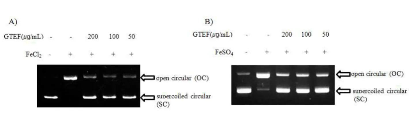Fig. 2. Protective effect of G. thunbergii ethyl acetate fraction against DNA cleavage induced by FeCl 2 (A) and hydroxyl radical (B) using phiX-174RFI plasmid DNA.