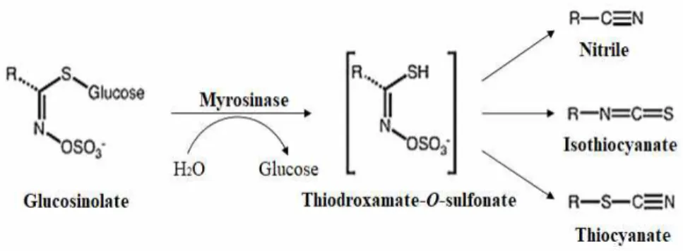 Fig. 1. Enzyme-catalyzed hydrolysis of GSL and their structural formula.