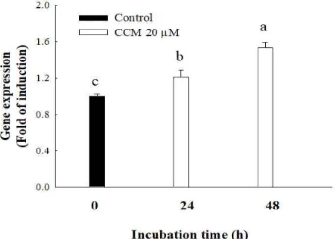 Fig. 4. Upregulation of adiponectin gene expression by curcumin (CCM) in mature 3T3-L1 adipocytes.