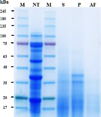 Fig.  2.  Protein  solubility  of  isolated  soy  protein  different  treatment  methods  at  various  pH