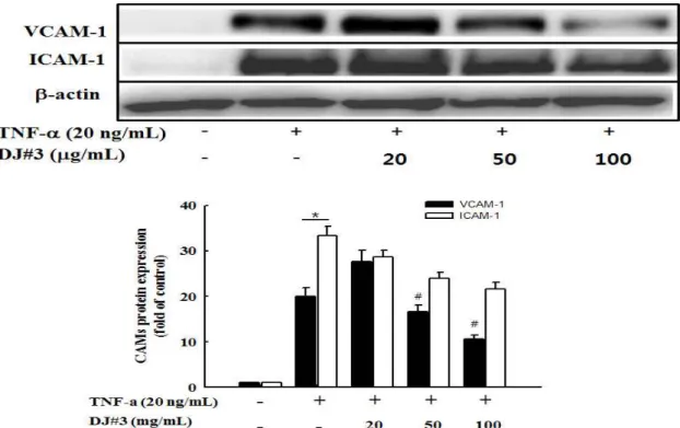 Fig. 6. Effects of DJ#3 on VCAM-1 and ICAM-1 protein expression in tumor necrosis factor (TNF)-α-stimulated human umbilical vascular endothelial cells (HUVECs).