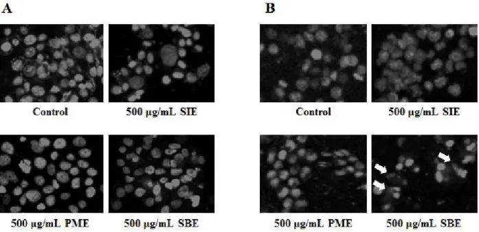 Fig. 5. Nuclear fragmentation in (A) PC-3 and (B) LNCaP human prostate cancer cells after treatment of extracts.