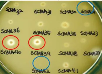 Fig. 2. Clear zone of colonies in the GYEC medium with 20%