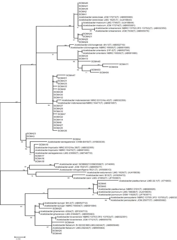 Fig. 4. Molecular phylogenetic analysis of the strains isolated from makgeolli and traditional vinegar through the maximum Likelihood method based on the 16S rRNA gene sequences.