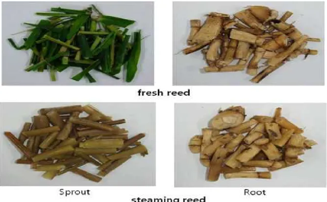 Fig. 1. Sprout and root of reed by steaming treatment.