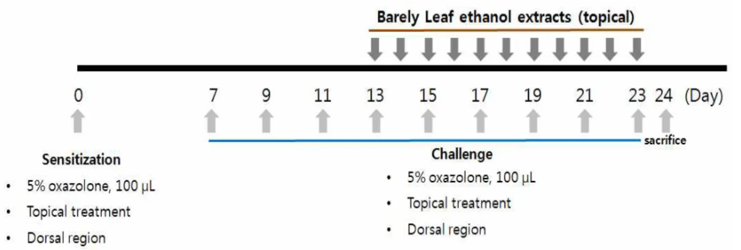 Fig. 1. Oxazolone challenges and topical administration of barley leaf ethanol extract.