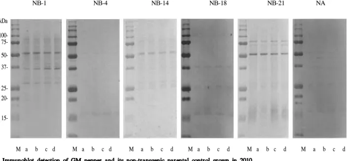 Fig. 4. Screening of sera with GM/non-GM pepper grown in 2009 (A) and 2010 (B) by ELISA.