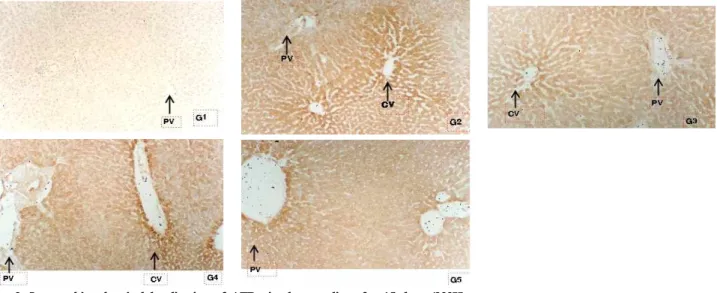 Fig. 2. Immunohistochemical localization of AFB₁in the rats liver for 15 days (200X).