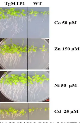 Figure 2. Localization studies with TgMTP1:GFP overexpressing transgenic plants. Vacuolar membrane(vm), plasma membrane(pm) A sepal cell, B and C callus cell 