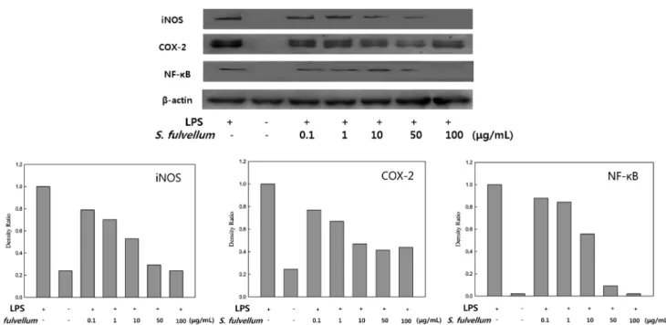 Fig. 7 Inhibition of Sargassum fulvellum ethanol extract against croton oil-induced mouse ear edema
