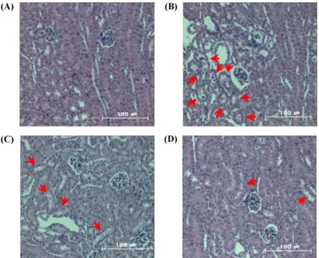 Fig. 8 Effect of RG0F0 and RG8F3 on the histopathological change renal tissues of cisplatin treated mice