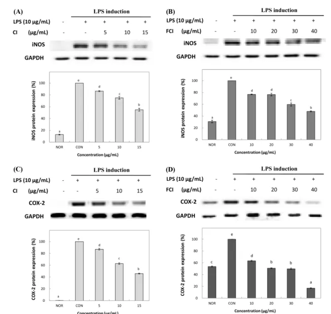 Fig. 3 Inducible iNOS and COX-2 protein expression rate of C. incana extracts on Raw 264.7 cell