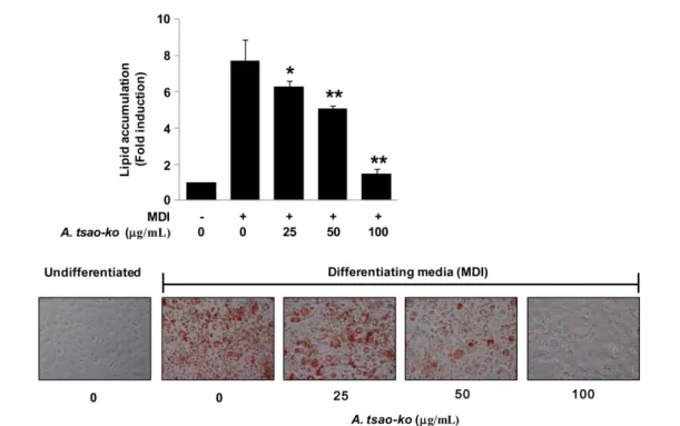 Fig. 3 Effects of A. taso-ko extract on expression of PPARγ and CEBPα in 3T3-L1 cells