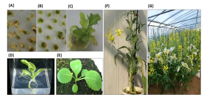 Fig. 5 Northern blot analysis under low temperature stress of HvIRIP gene in transgenic rapeseed leaf