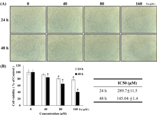 Fig. 2 Effect of farrerol on the viability of MCF-7 cells. (A) Optical microscope images of MCF-7 cells confluency after treatment with the indicated concentration of FA for 24 and 48 h