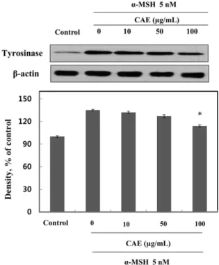 Fig. 5 Effect of Calendula arvensis extract (CAE) on expression of tyrosinase. Western blot analysis on expression of tyrosinase