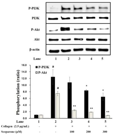 Fig. 5 Effects of scoparone on PI3K and Akt phosphorylation. Western blotting was determined as described in “Materials and Methods” section.