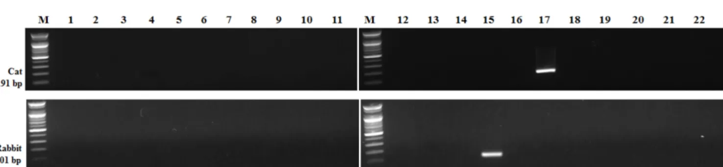 Fig. 3 Sensitivity of developed duplex PCR method for the simultaneous detection of cat and rabbit