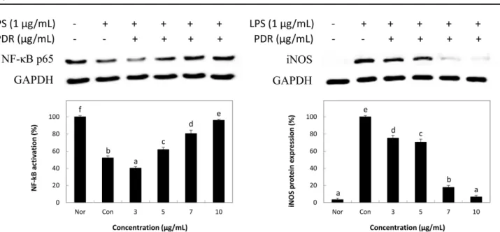 Fig. 4 Effect of the Pinus densiflora root (PDR) extract on iNOS and COX-2 protein expression in RAW 264.7 cells
