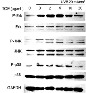 Fig. 3 Effect of TQE on phosphorylation of MAPKs in UVB-irradiated HaCaT cells. The effect of MAPKs phosphorylation levels were determined by Western blot