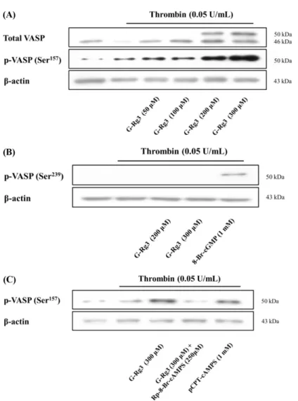 Table 2 Inhibitory effects of G-Rg3 on changes of fibrinogen binding Fibrinogen Binding (%) Δ (%) Intact platelets 8.1±0.3  -Thrombin (0.05 U/mL) 94.8±0.5  -G-Rg3 (300 μM) 17.6±1.9 -81.4 1) + Thrombin (0.05 U/mL) G-Rg3 (300  μM) 47.7±0.7  +171.0 2) + Throm