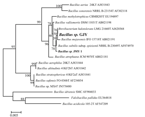 Fig. 2 Detection of CMCase and xylanase activities from Bacillus sp.