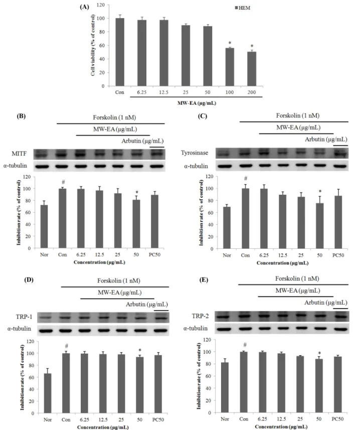 Fig. 6 Whitening-related protein expression rate of Maekmoondong-tang on melanocyte cell (HEM)