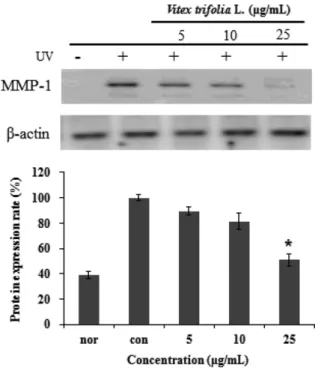Fig. 6 MMP-1 protein expression rate of Vitex trifolia L. on fibroblast cell (CCD-986sk)