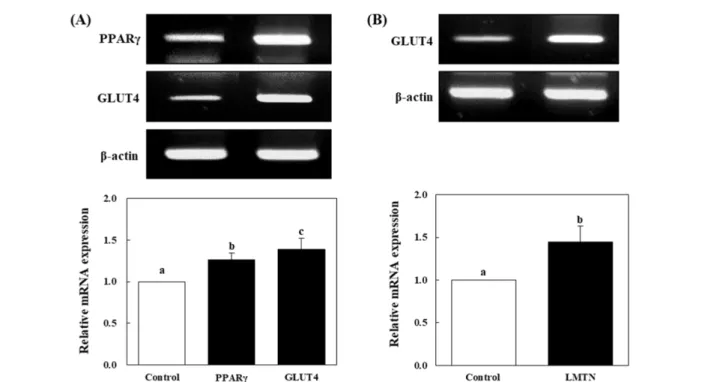 Fig. 6 Effect of LMTN extract on PPARγ and GLUT4 mRNA expression in adipose (A) and muscle tissue (B) of db/db mice