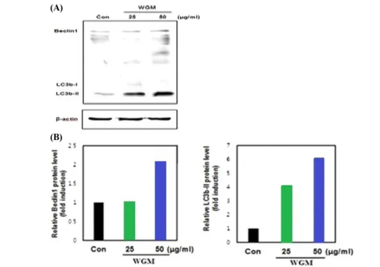 Fig. 3 Effects of Wonji-Gobon mixture (WGM) extract on autophagy detection in a BV2 microglia cell line
