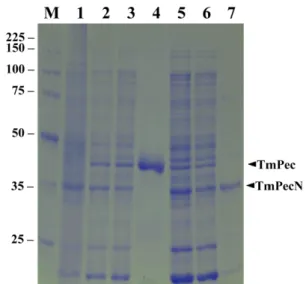 Fig. 1 Expression of TmPecN and recombinant TmPec in E. coli. The crude extract containing the TmPecN was partially purified by heat denaturation (70 o C, 20 min)