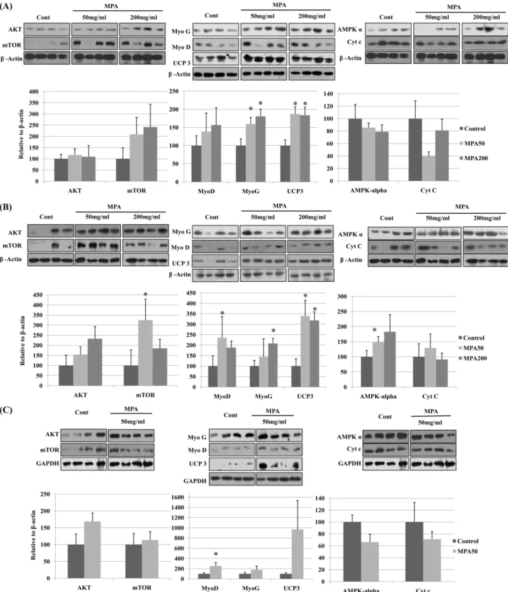 Fig. 5 Western blots and quantification graph for the proteins extracted from hind limb muscle of the mice in (A) Young mice non-exercise group (B) Young mice-exercise group (C) Old mice-exercise group