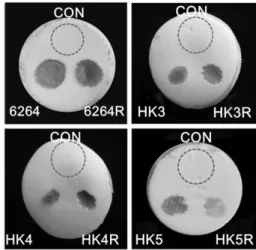 Table 2 Comparison of metabolic activities between P1β and P1γ strains and their corresponding phage-resistant strains 