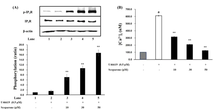Fig. 3 Effects of scoparone on IP 3 R phosphorylation and [Ca 2+ ] i  mobilization. (A) Effects of scoparone on U46619-induced IP 3 R phosphorylation