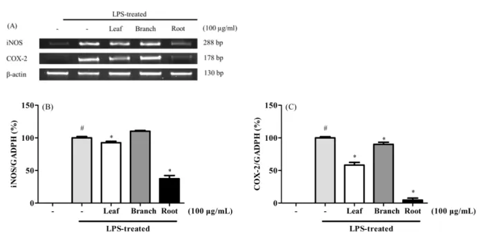 Fig. 6 Effect of Rhus javanica L on iNOS and COX-2 mRNA expression. (A) Electrophoresis result of iNOS and COX-2 mRNA expression (B) iNOS/GADPH expression of Rhus javanica L