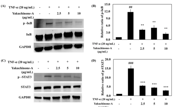 Fig. 4 Yakuchinone-A inhibited CCL20 mRNA expression in the presence of IL-17A (100 ng/mL)