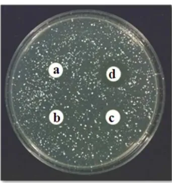 Table 1. Anti-microbial activity of Seaweed polysaccharide extracts on Staphylococcus aureus.