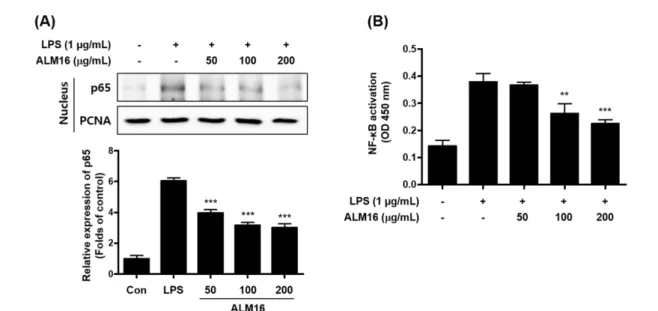 Fig. 5 Inhibitory effect of ALM16 on NF-κB activation in RAW264.7 cells stimulated with LPS